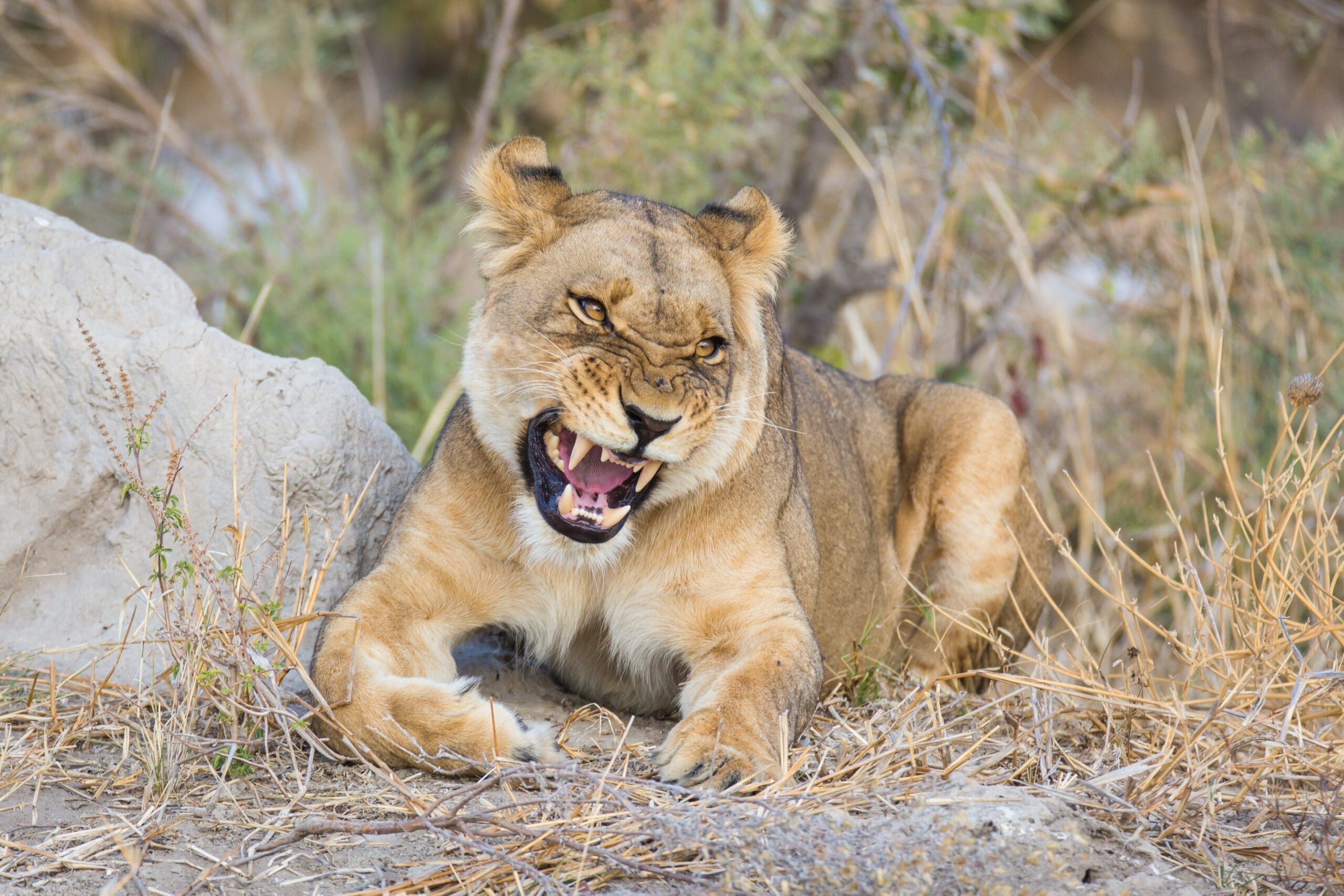 Moremi Game Reserve