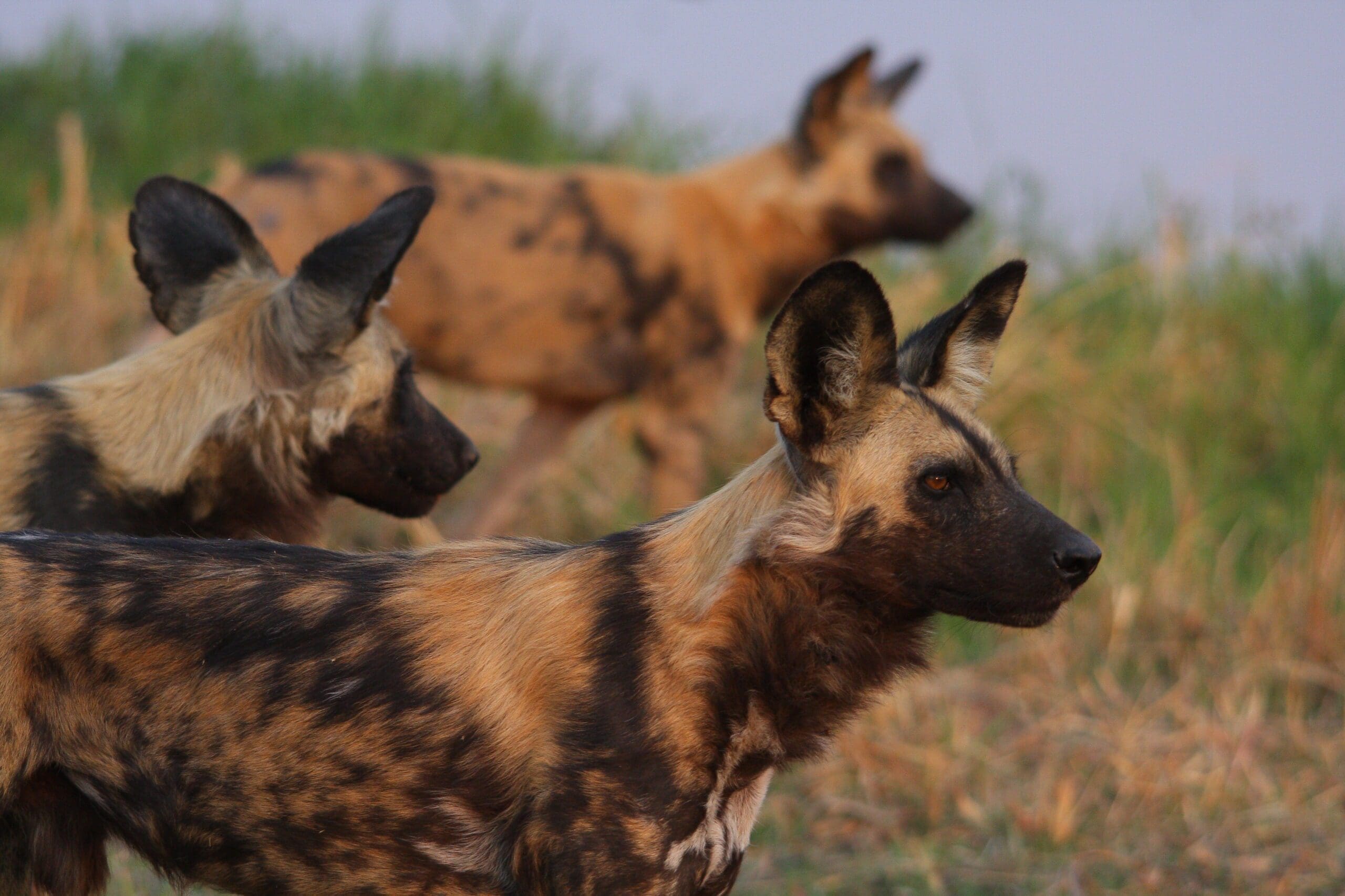 Moremi Game Reserve