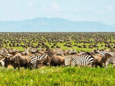 Serengeti National Park