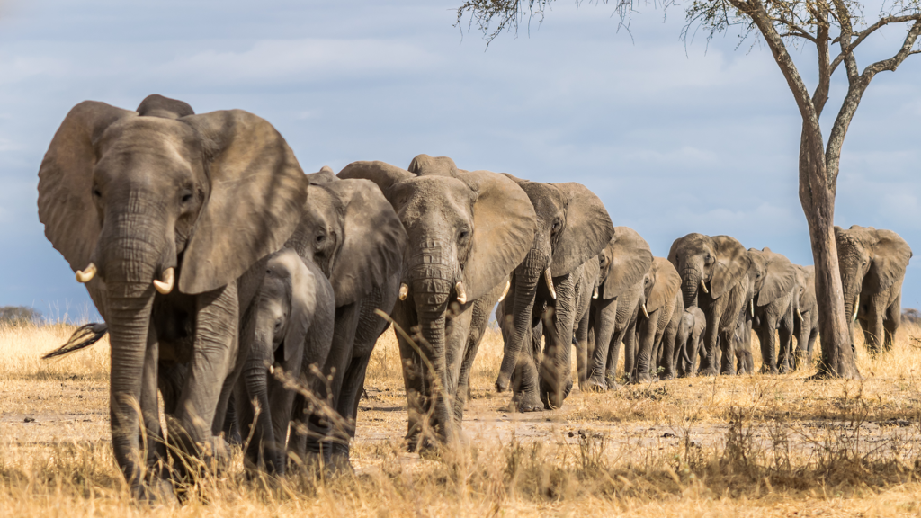 Tarangire National Park