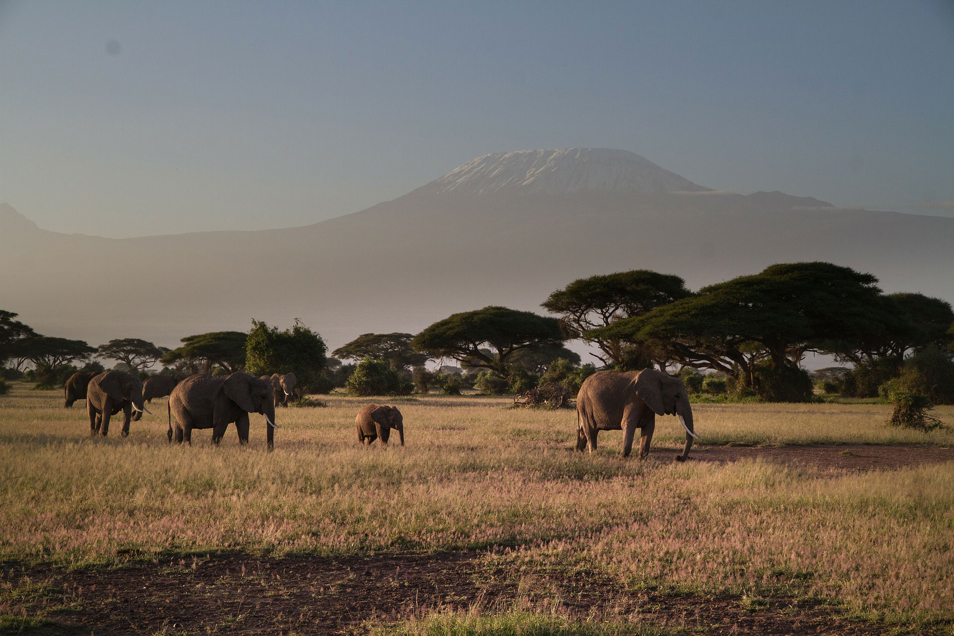 Kenya Safaris