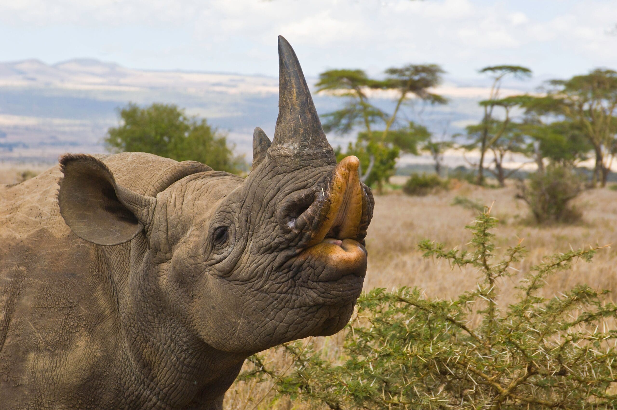 Kenya Safaris