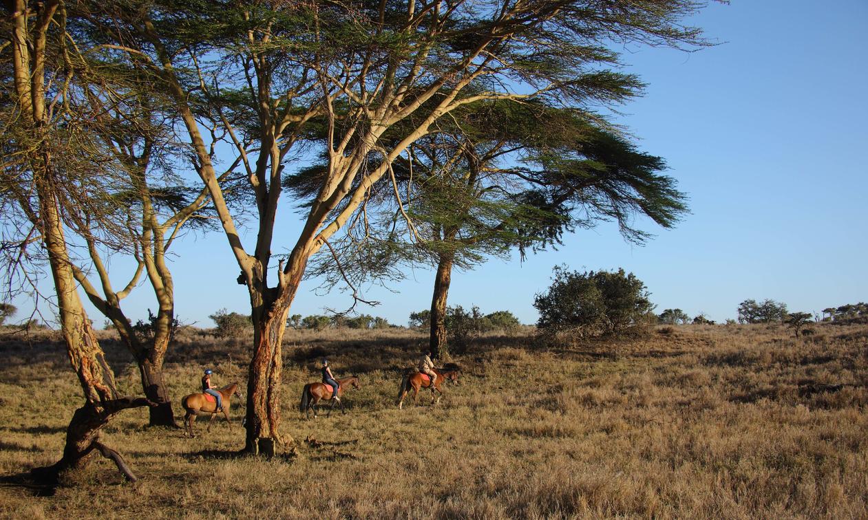 Kenya Safaris