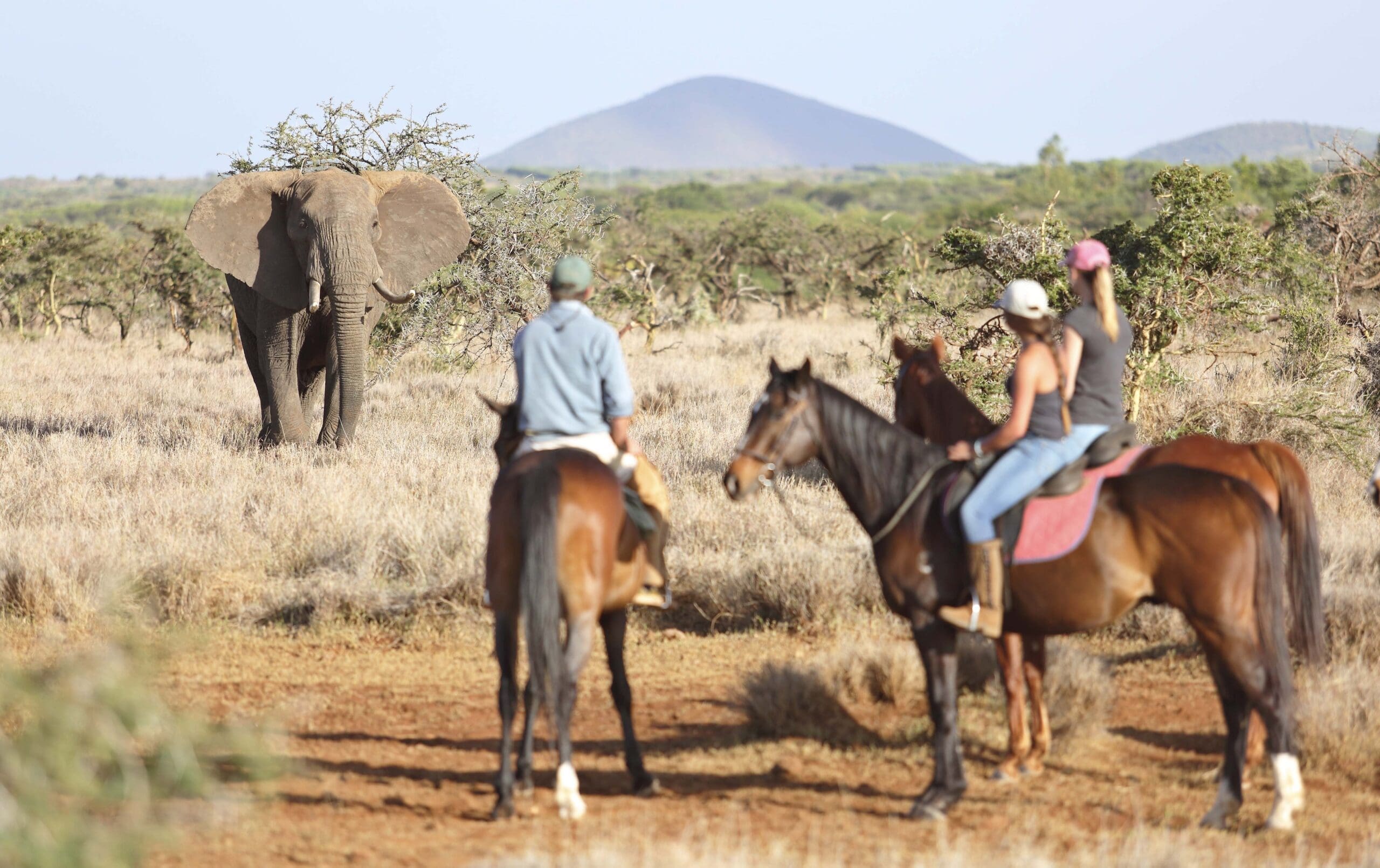 African Elephant Watching on Horse | Sandy Tracks