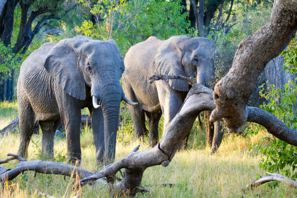 The Okavango Delta