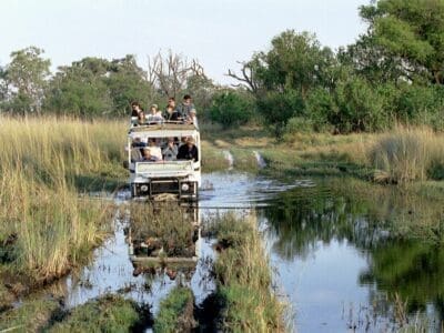 Büffel Safari