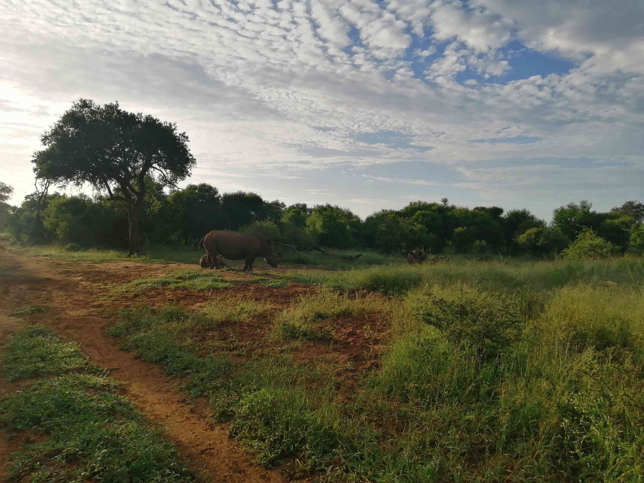 Rhino Drive Walk Safari | Sandy Tracks