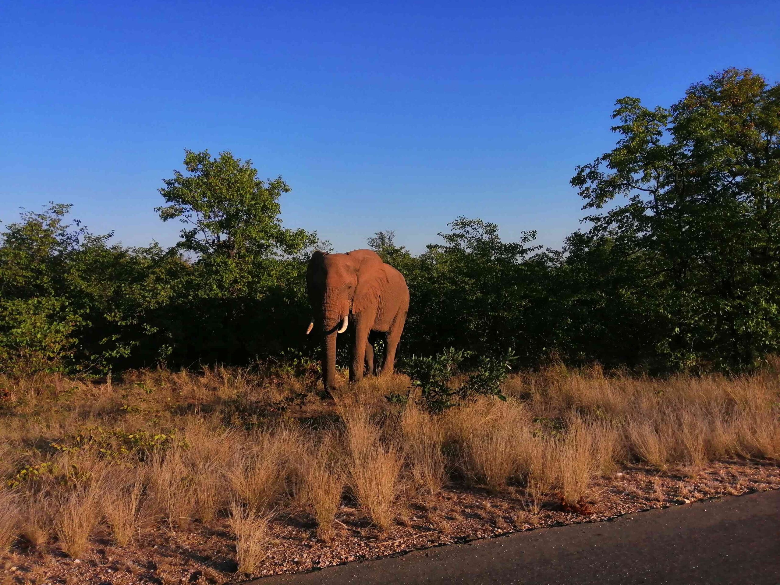 African Elephant | Sandy Tracks