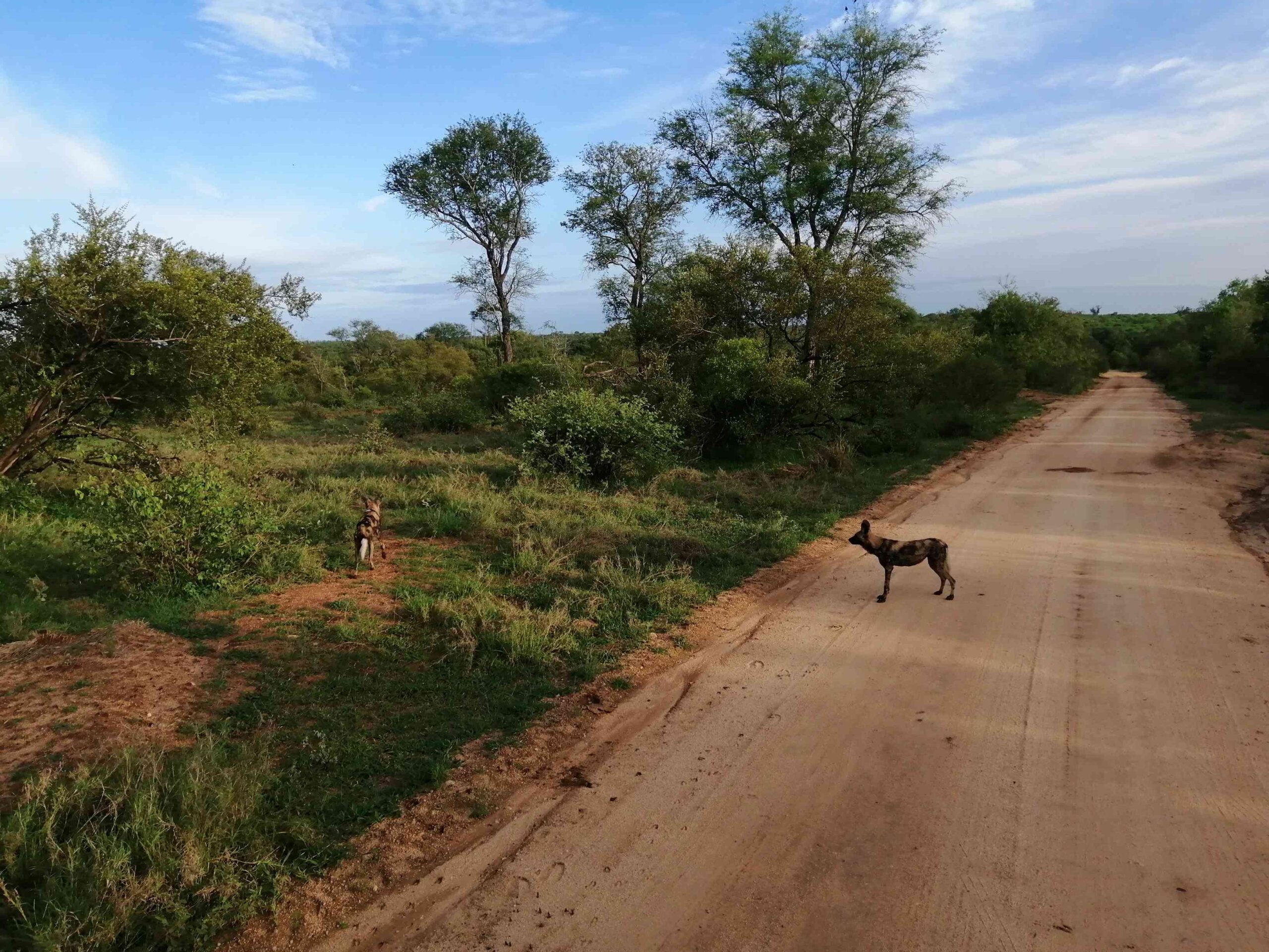 African Wild Dog | Sandy Tracks