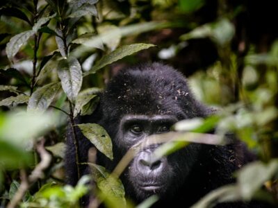 Uganda Gorilla safaris