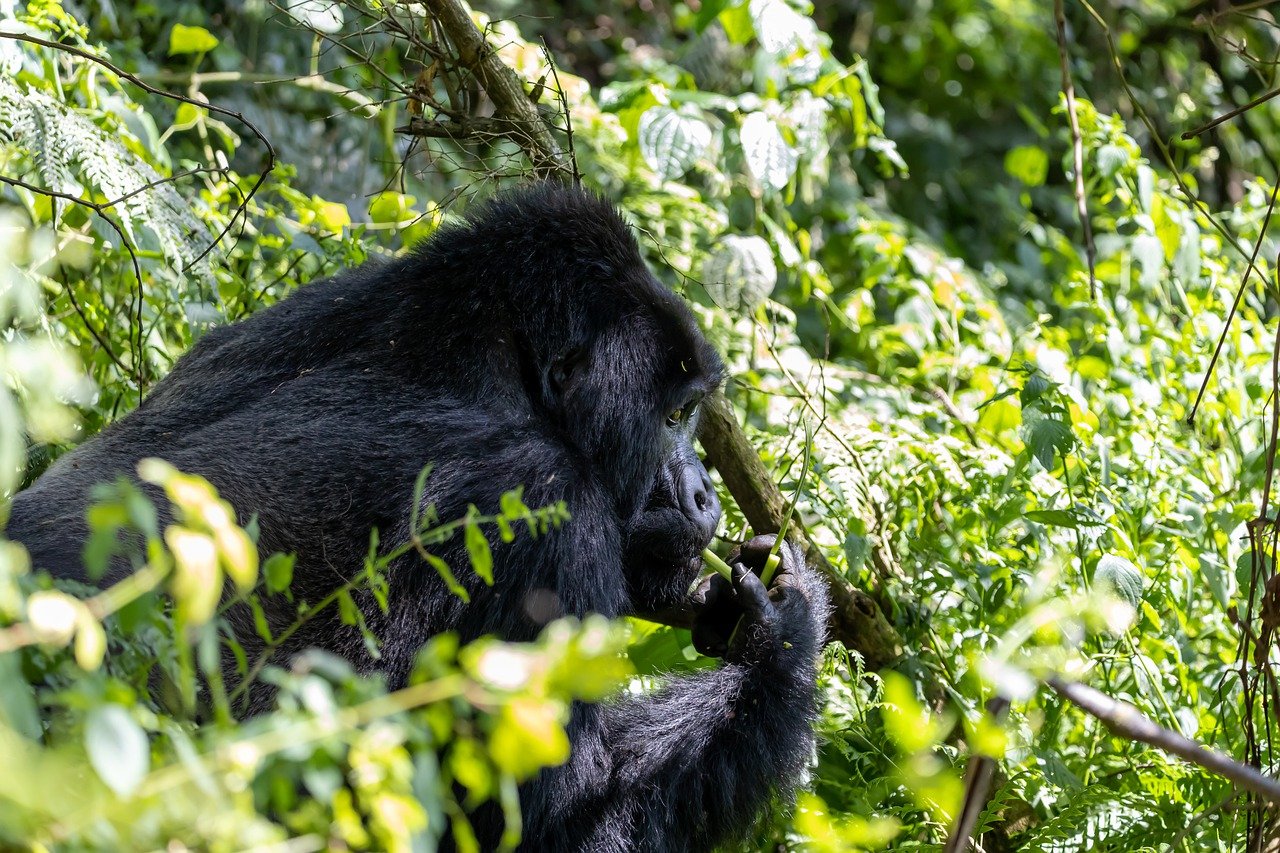 Uganda Gorilla safaris 