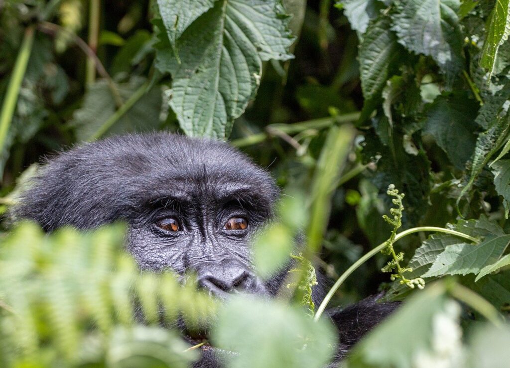 Uganda Gorilla Safaris