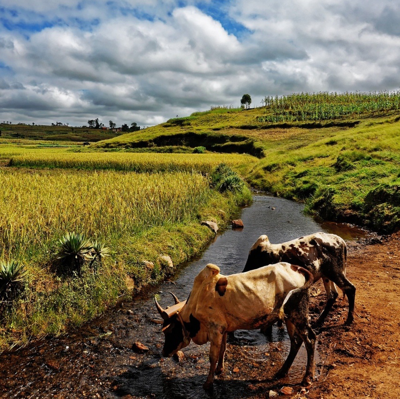 Travel Madagascar